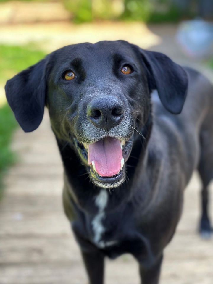 Blackberry, an adoptable Labrador Retriever Mix in Charles Town, WV_image-1