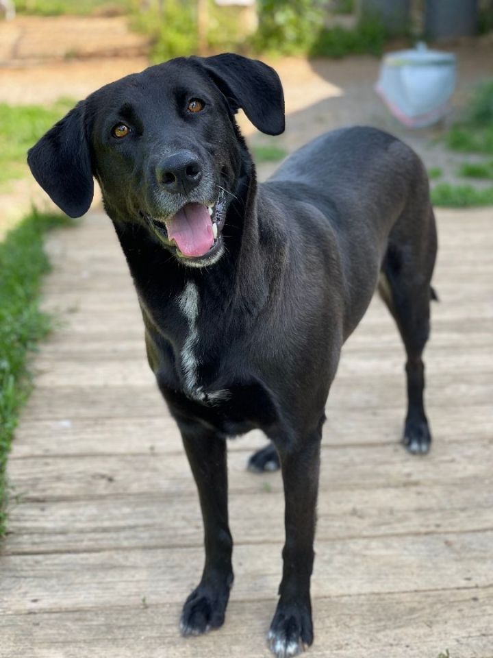 Blackberry, an adoptable Labrador Retriever Mix in Charles Town, WV_image-5