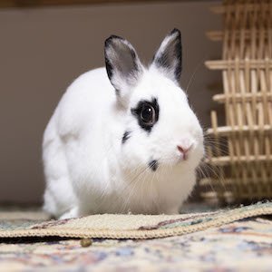 Ezra, an adoptable Bunny Rabbit Mix in Great Neck, NY_image-1