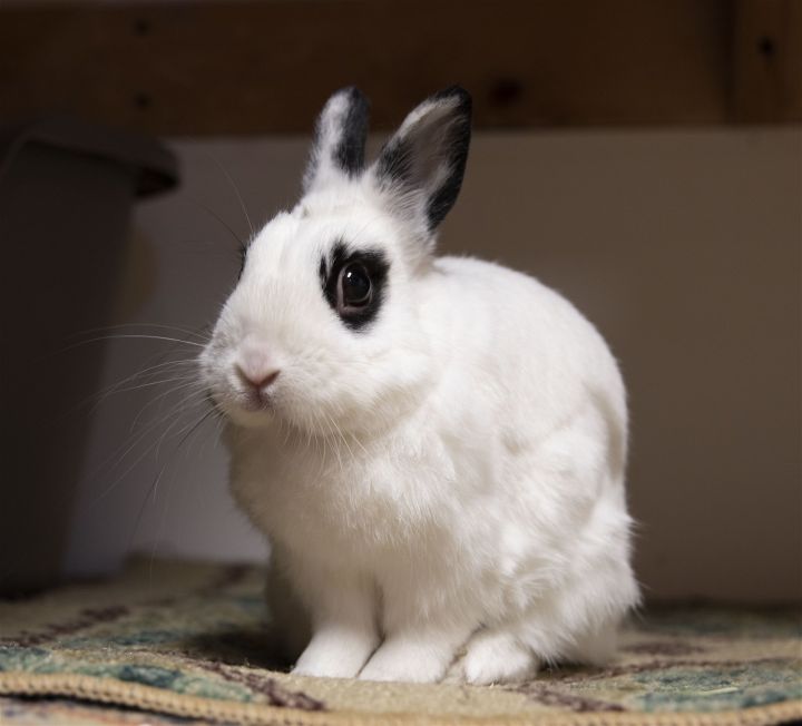 Ezra, an adoptable Bunny Rabbit Mix in Great Neck, NY_image-2
