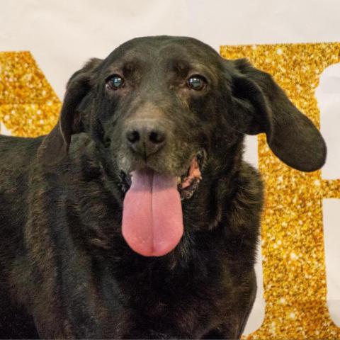 Mater, an adoptable Retriever, Mixed Breed in Middletown, NY, 10940 | Photo Image 1