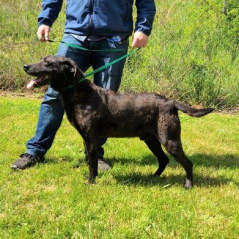 Mater, an adoptable Retriever, Mixed Breed in Middletown, NY, 10940 | Photo Image 2