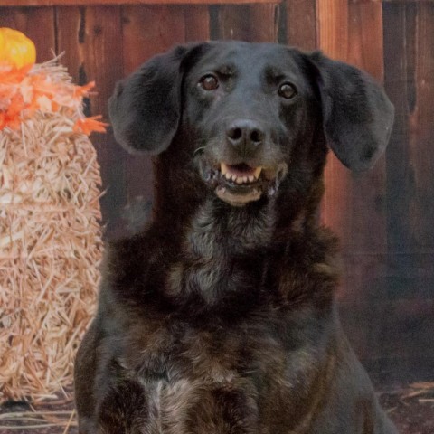 Mater, an adoptable Retriever, Mixed Breed in Middletown, NY, 10940 | Photo Image 2