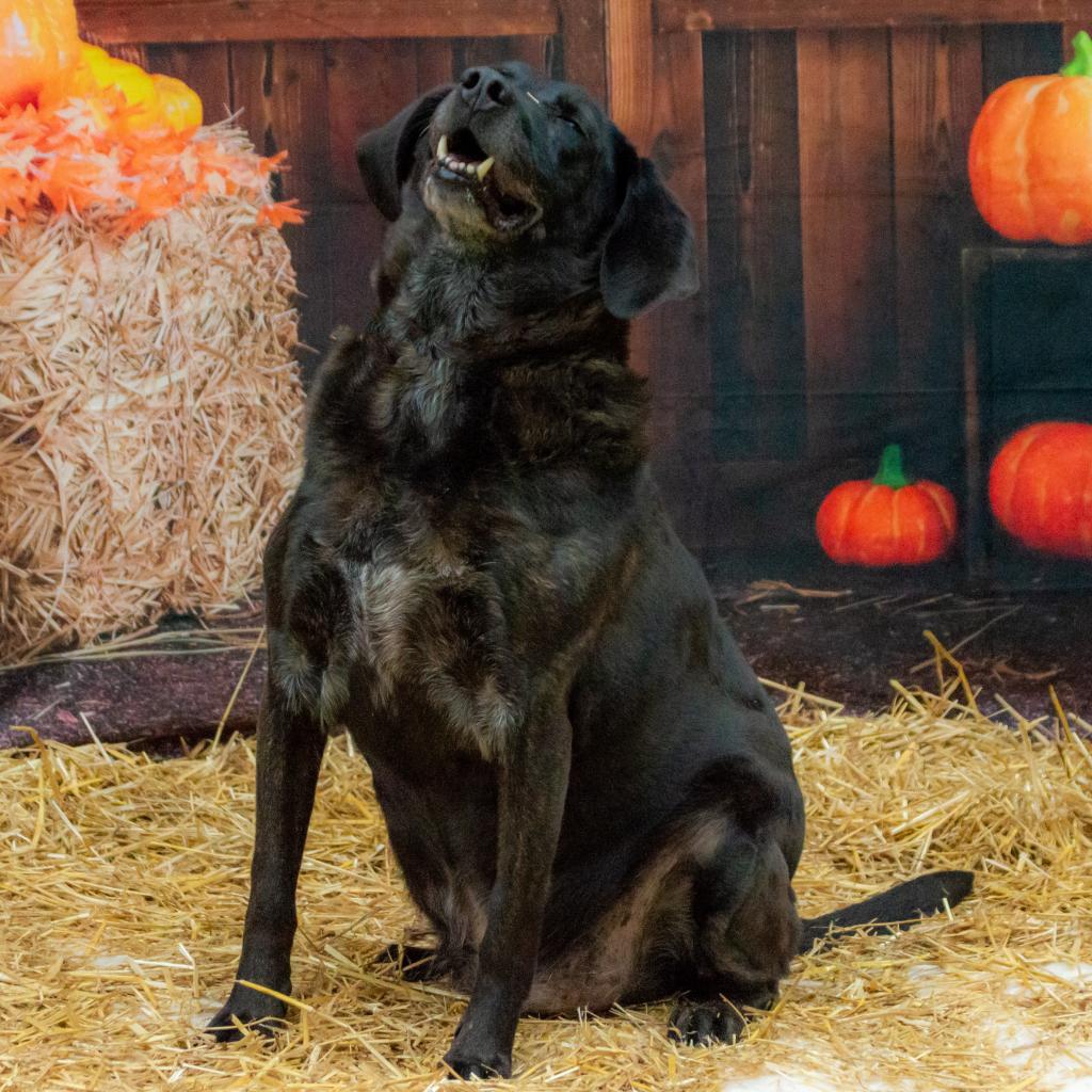 Mater, an adoptable Retriever, Mixed Breed in Middletown, NY, 10940 | Photo Image 2