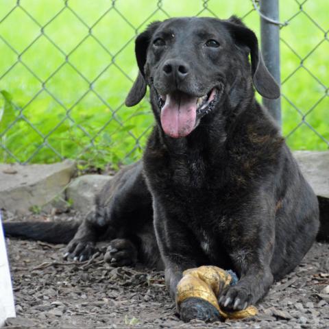 Mater, an adoptable Retriever, Mixed Breed in Middletown, NY, 10940 | Photo Image 3