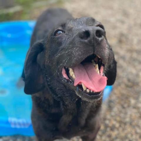 Mater, an adoptable Retriever, Mixed Breed in Middletown, NY, 10940 | Photo Image 3