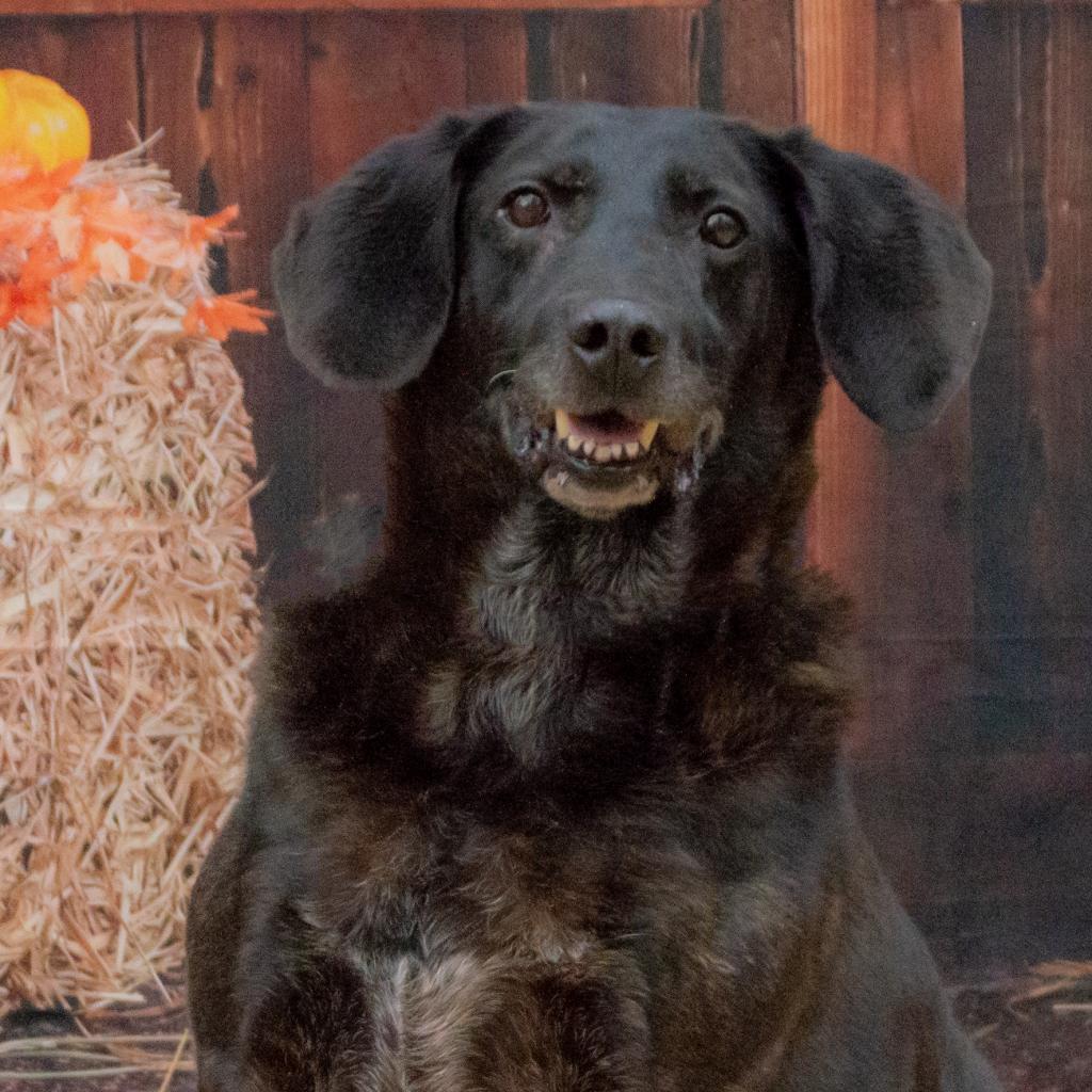 Mater, an adoptable Retriever, Mixed Breed in Middletown, NY, 10940 | Photo Image 3