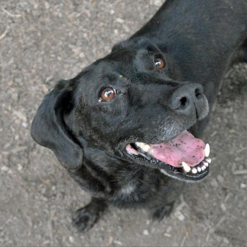 Mater, an adoptable Retriever, Mixed Breed in Middletown, NY, 10940 | Photo Image 6