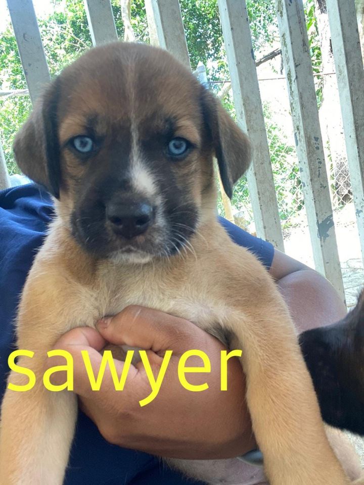 Sawyer 2