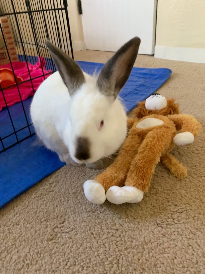 Carver, an adopted Bunny Rabbit in Albuquerque, NM_image-2