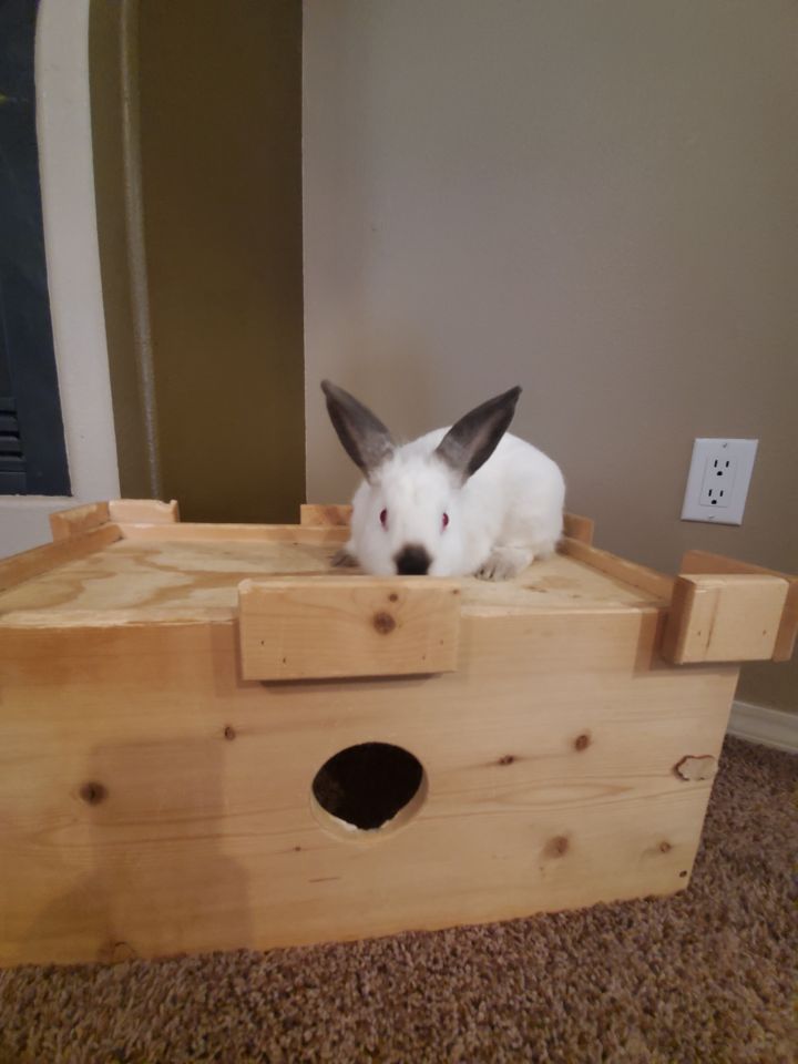 Carver, an adopted Bunny Rabbit in Albuquerque, NM_image-4