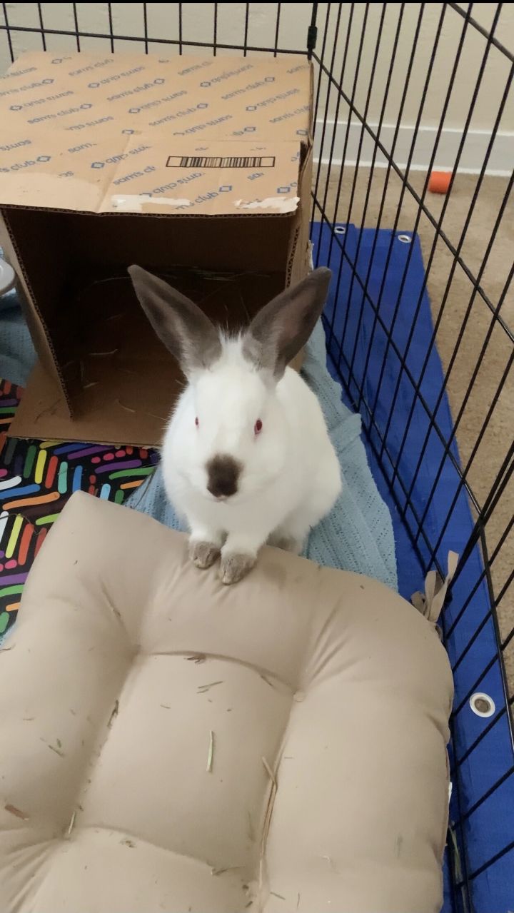 Carver, an adoptable Bunny Rabbit in Albuquerque, NM_image-5