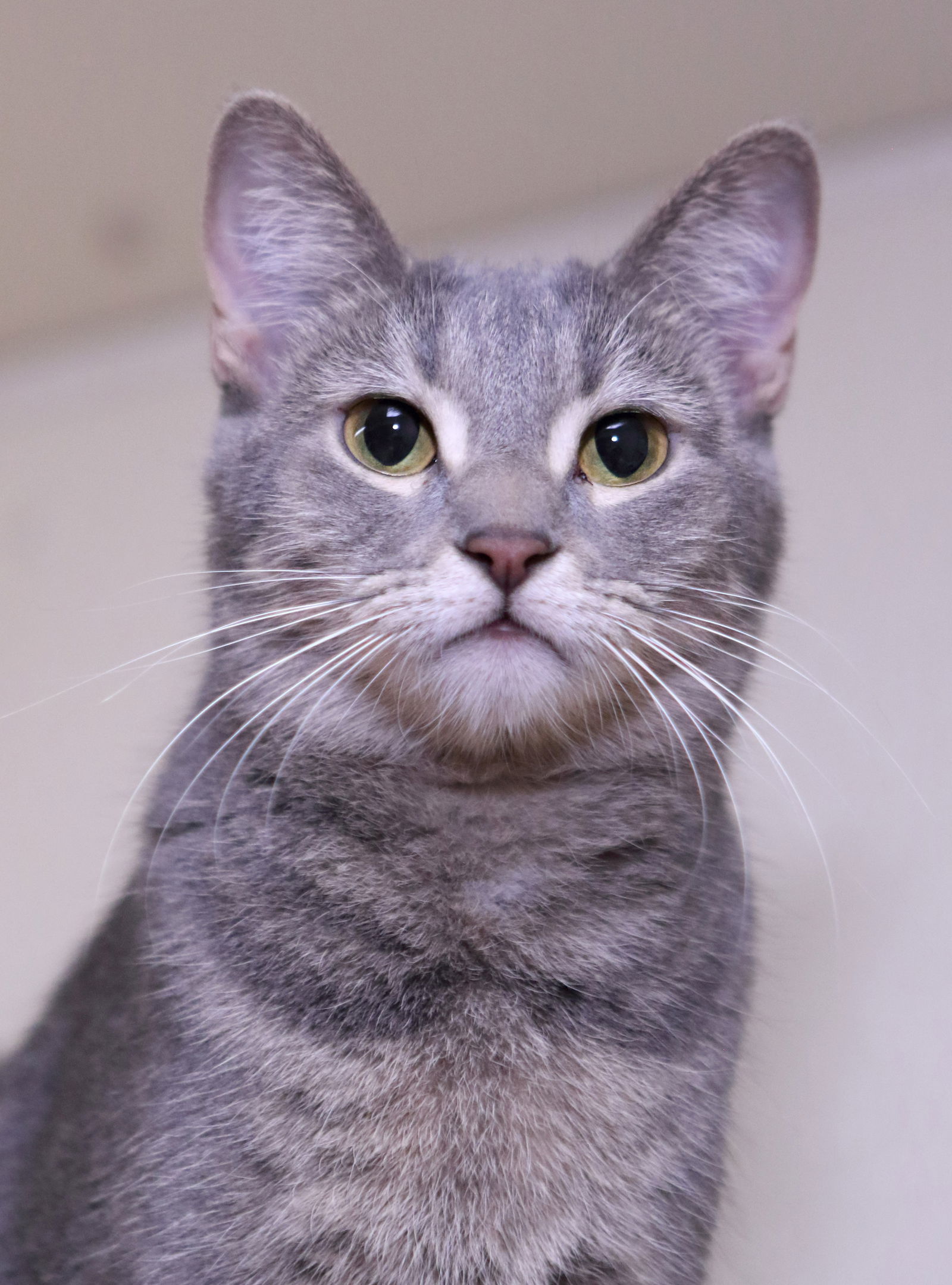 Leah, an adoptable Domestic Short Hair, Calico in Austin, MN, 55912 | Photo Image 1