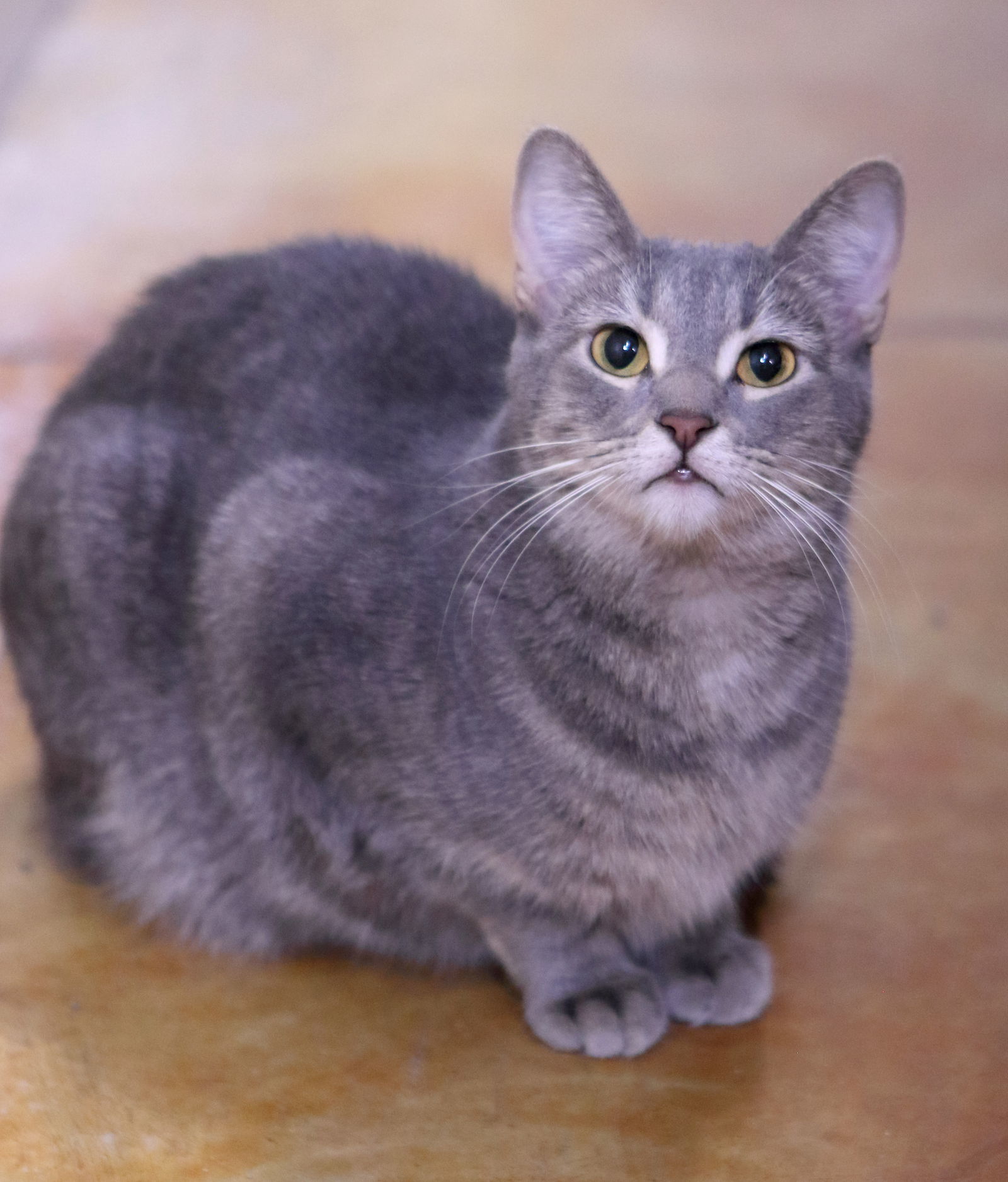 Leah, an adoptable Domestic Short Hair, Calico in Austin, MN, 55912 | Photo Image 2