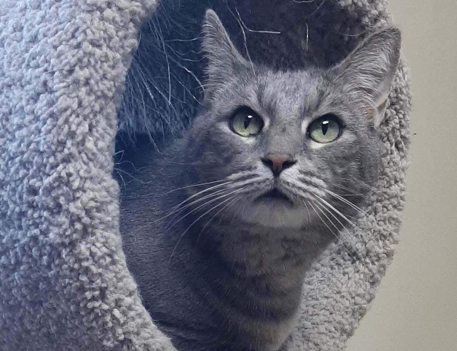 Leah, an adoptable Domestic Short Hair, Calico in Austin, MN, 55912 | Photo Image 3