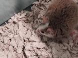 Rosalina, an adoptable Rat in Annapolis, MD_image-1
