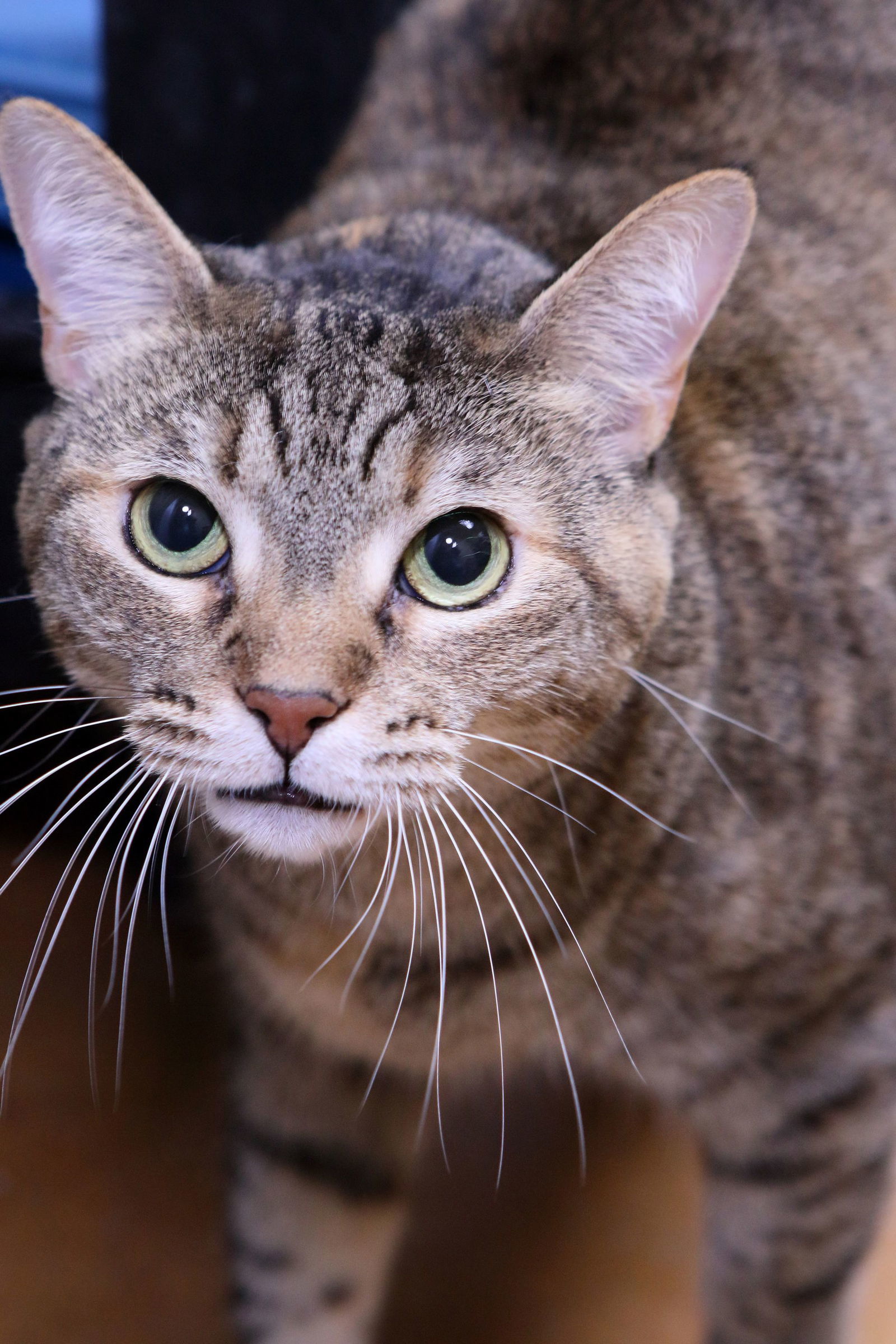 Kate, an adoptable Tabby in Austin, MN, 55912 | Photo Image 1