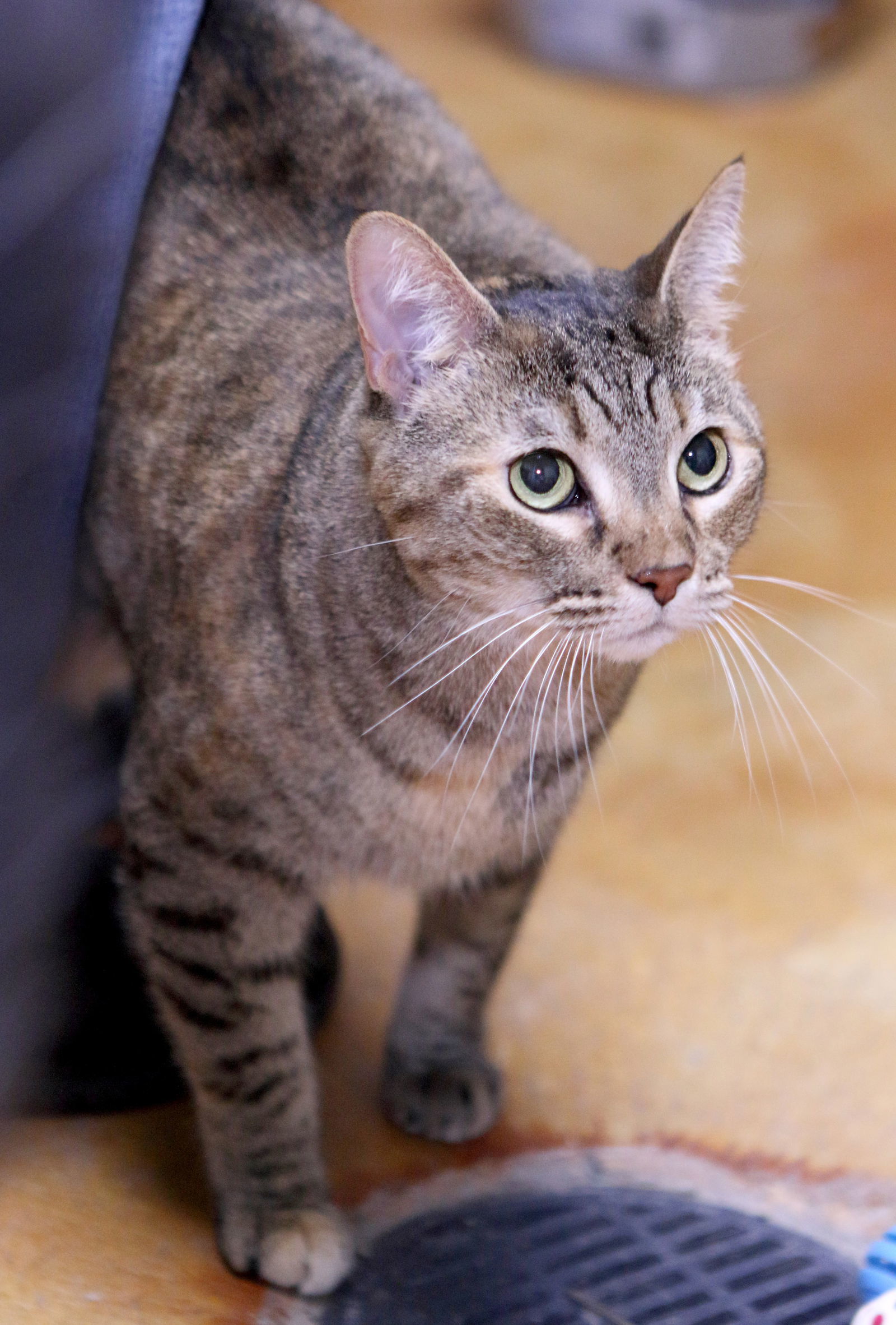 Kate, an adoptable Tabby in Austin, MN, 55912 | Photo Image 2