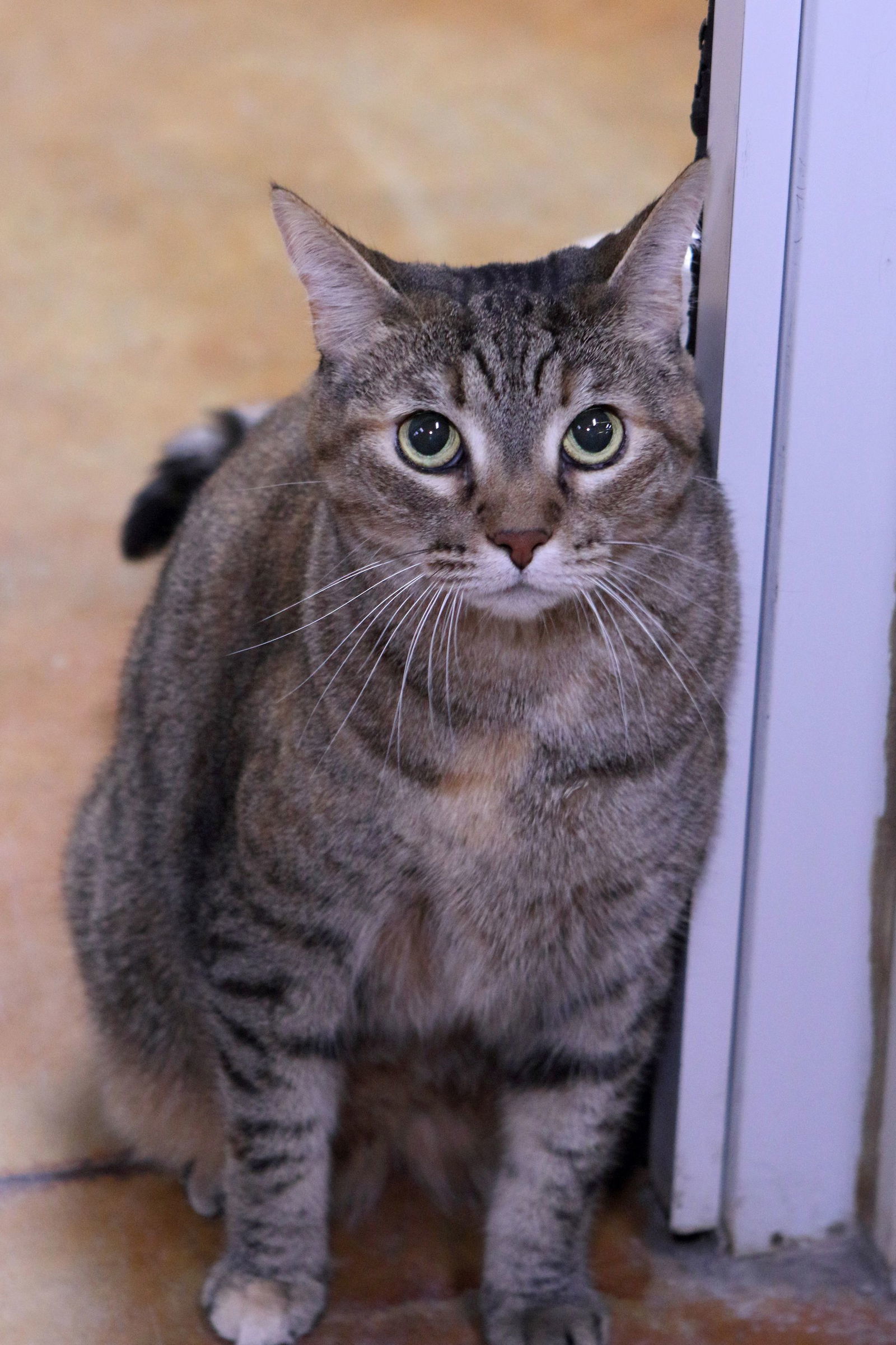 Kate, an adoptable Tabby in Austin, MN, 55912 | Photo Image 3