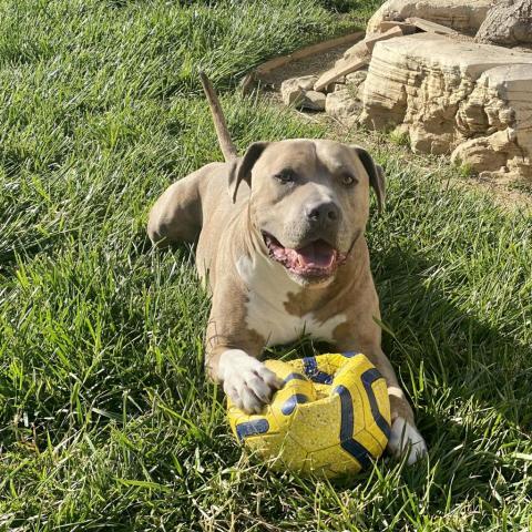 Wilson, an adoptable Pit Bull Terrier in Long Beach, CA_image-1