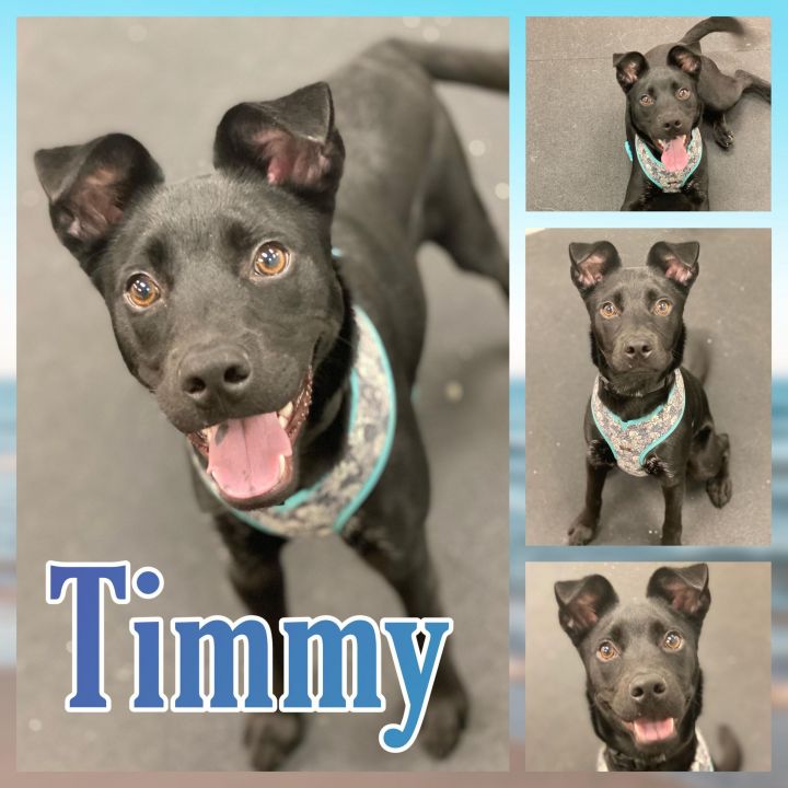 Timmy 1