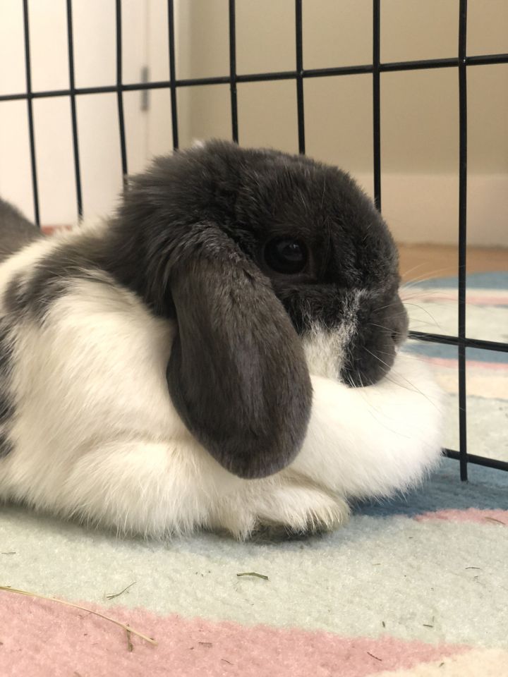 Truffles, an adopted Lop Eared in New York, NY_image-3