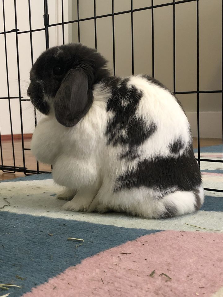 Truffles, an adopted Lop Eared in New York, NY_image-4