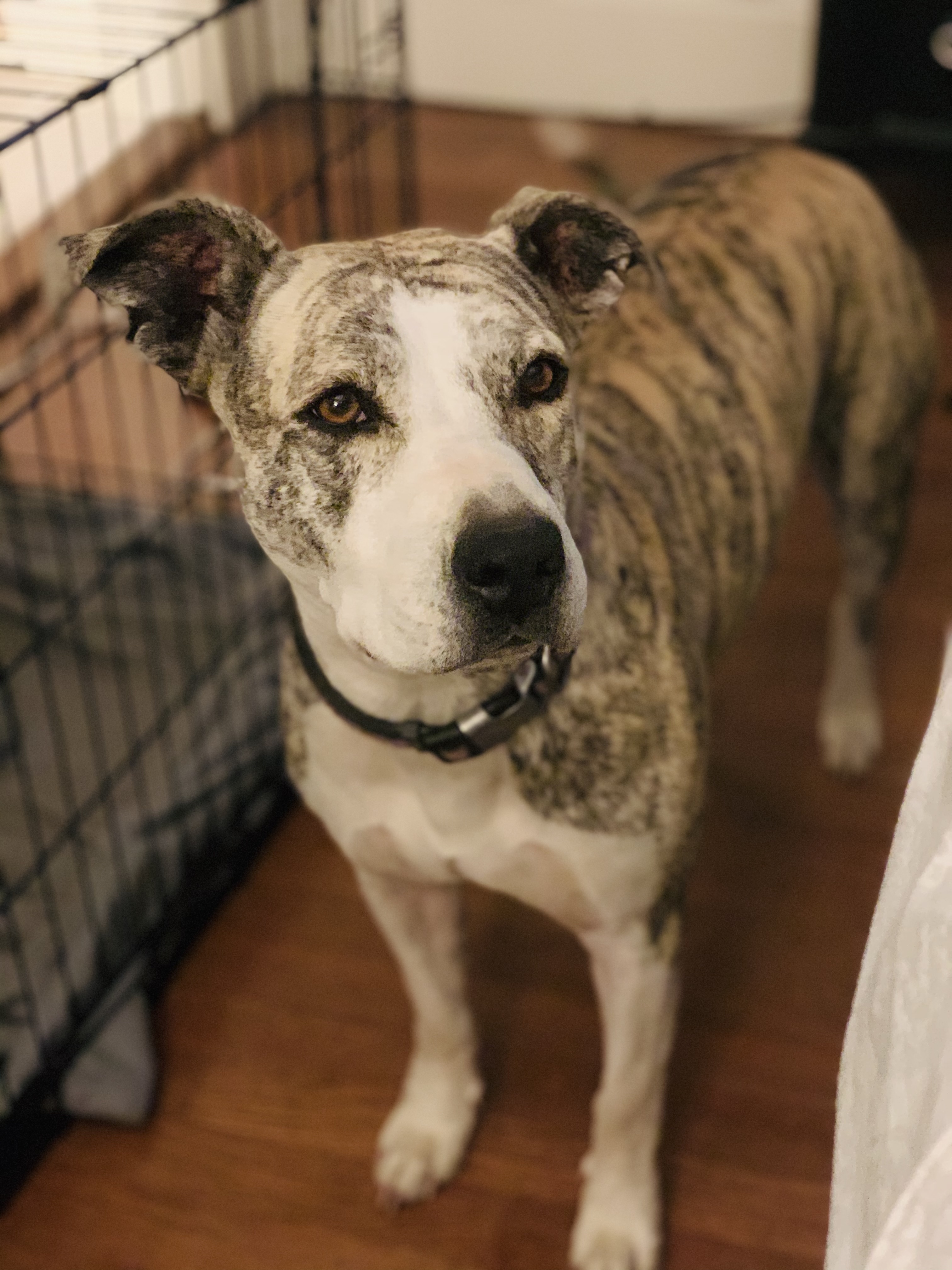 Tonks, an adoptable American Bulldog in Texarkana, TX, 75501 | Photo Image 1