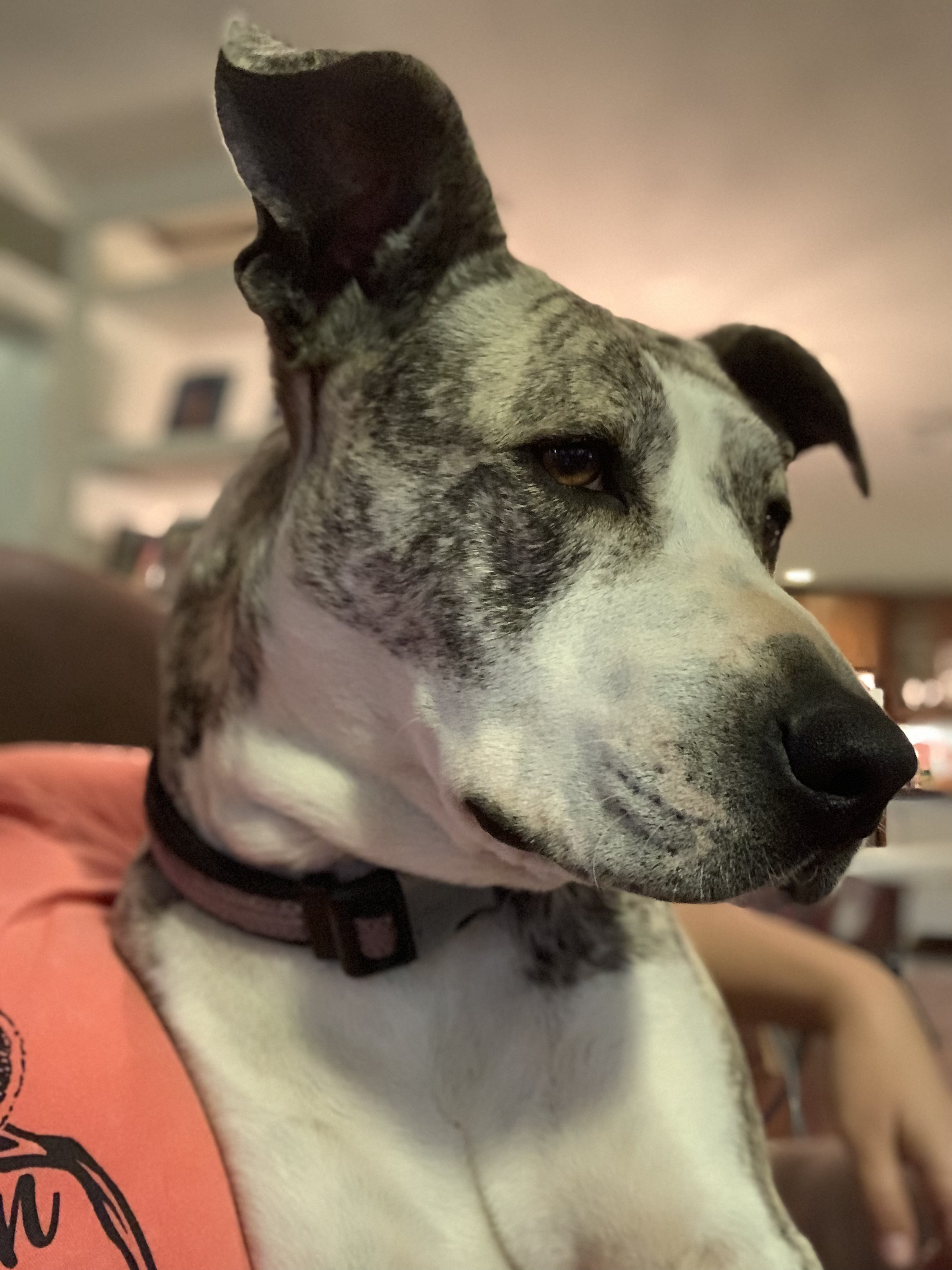 Tonks, an adoptable American Bulldog in Texarkana, TX, 75501 | Photo Image 3