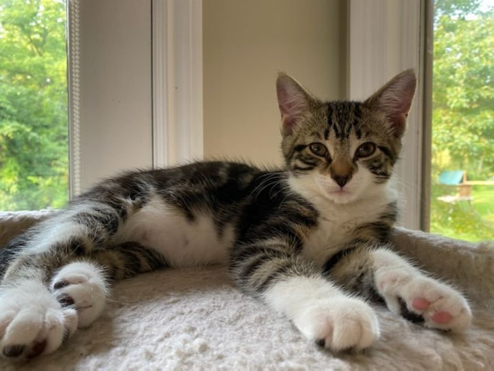 Tagalong, an adopted Domestic Short Hair & Tabby Mix in Rochester Hills, MI_image-1