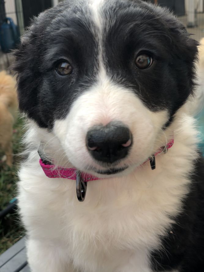 Dog For Adoption Shasta A Border Collie In Redondo Beach Ca Petfinder