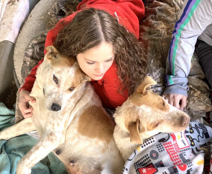 Dog For Adoption Hazel And Goldie A Labrador Retriever Cattle Dog Mix In Lewiston Id Petfinder