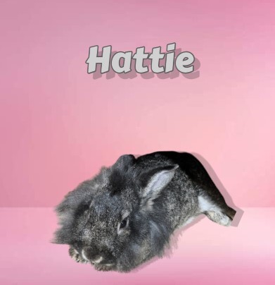Hattie, an adoptable Lionhead Mix in Gainesville, FL_image-1