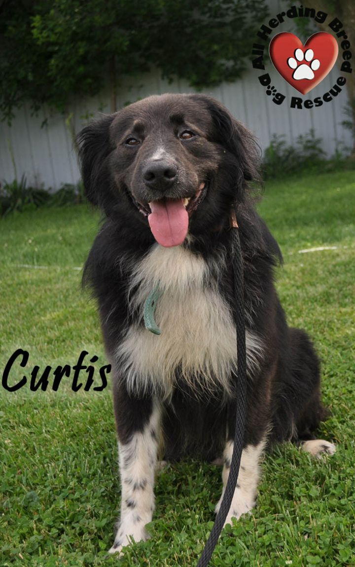 Curtis 3