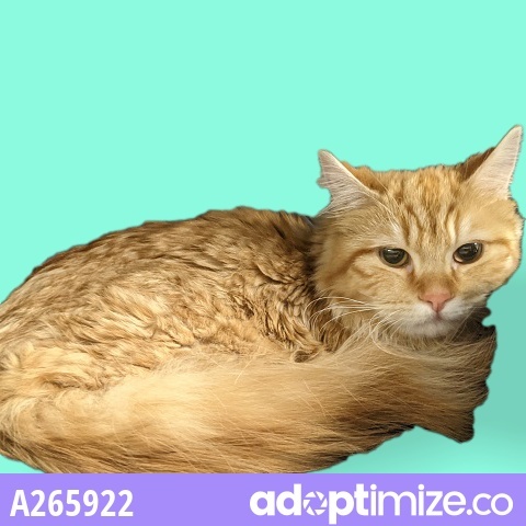 Cat For Adoption Kuviaq A Domestic Medium Hair Domestic Short Hair Mix In Anchorage Ak Petfinder