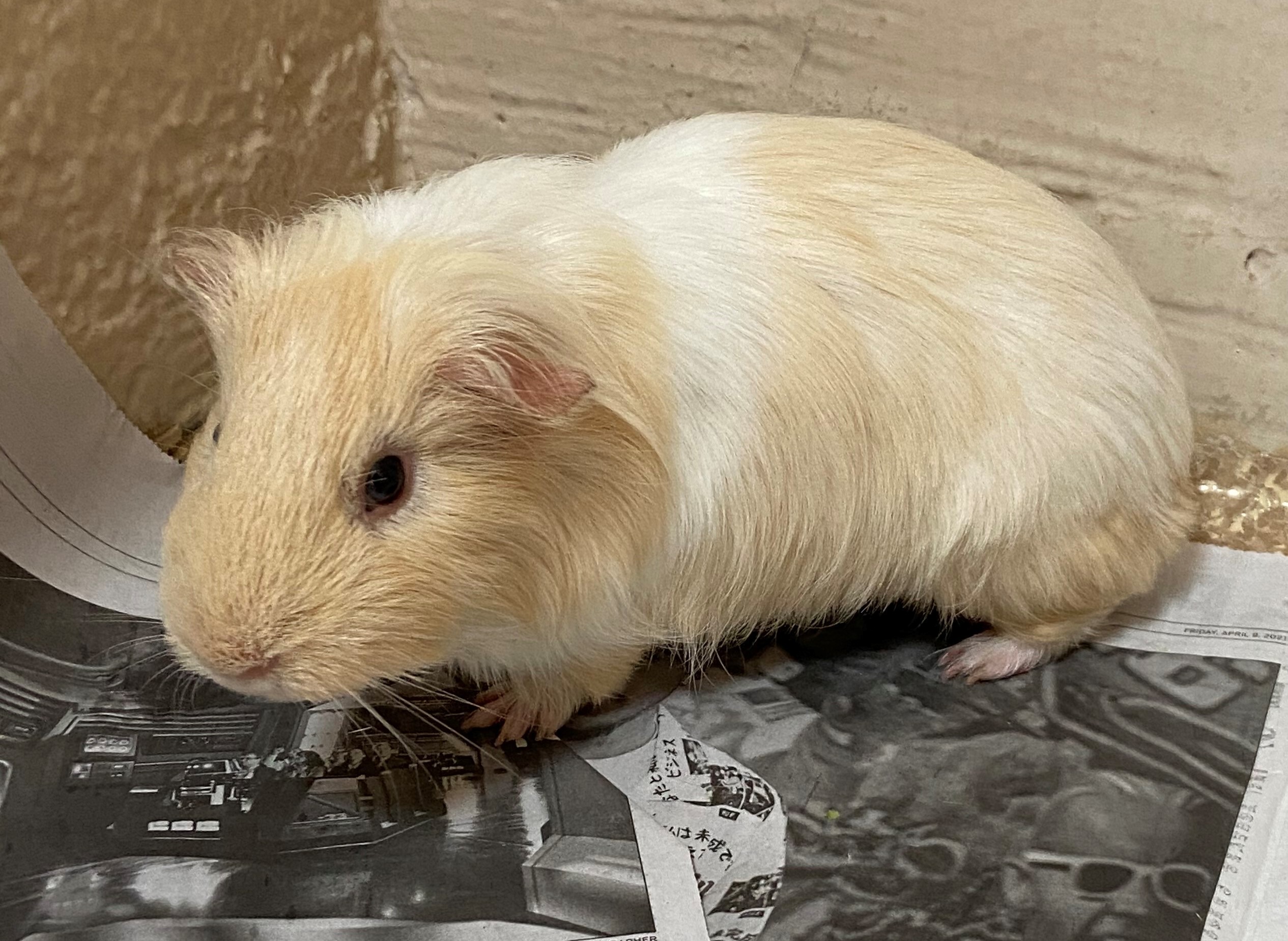 Guinea Pig for adoption - the brothers, a Guinea Pig in Laguna Beach