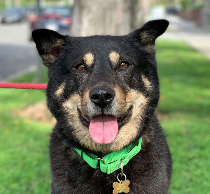 Sam, an adopted Cattle Dog & Shiba Inu Mix in Beverly Hills, CA_image-1