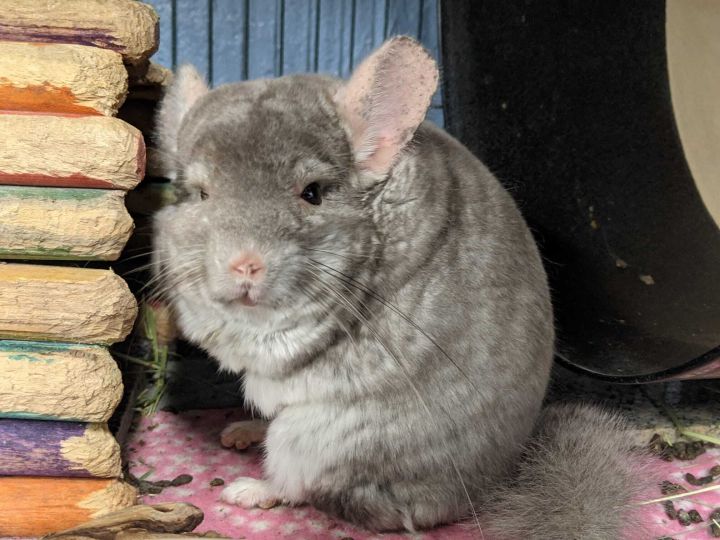 Chinchilla For Adoption - Chunky Monkey A Chinchilla In Montclair Ca Petfinder