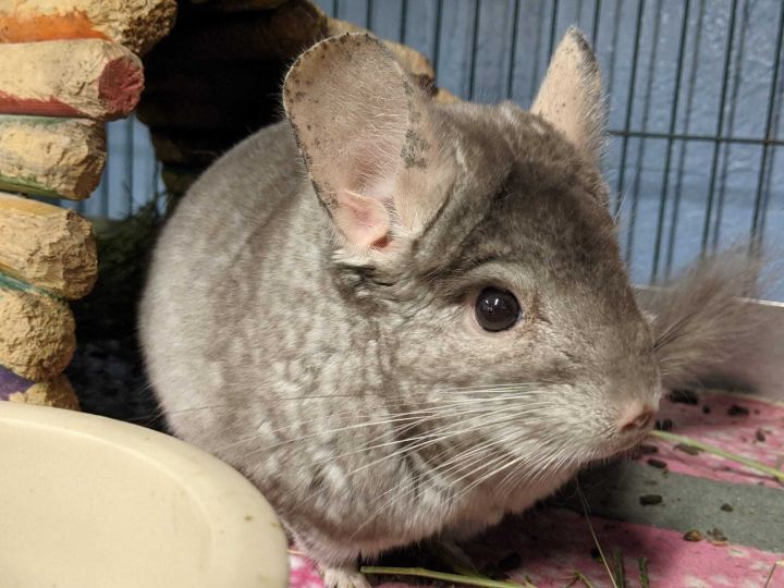 Chinchilla For Adoption - Chunky Monkey A Chinchilla In Montclair Ca Petfinder