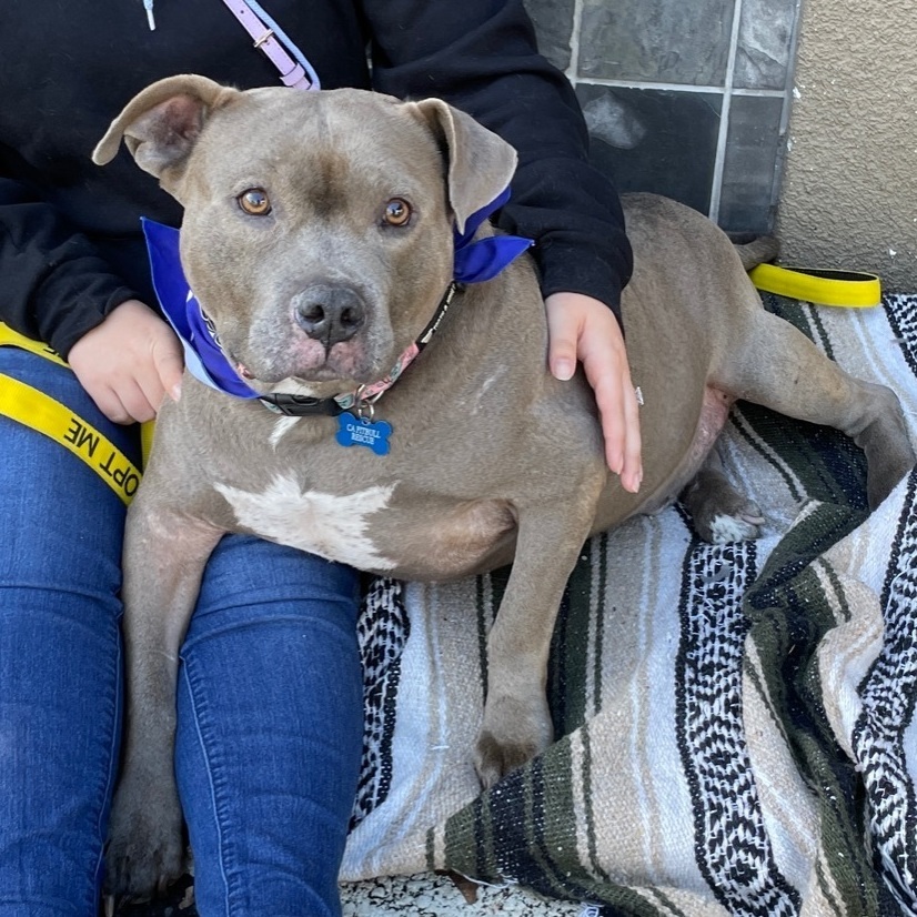 Dusty, an adoptable American Staffordshire Terrier in Oakland, CA, 94611 | Photo Image 3