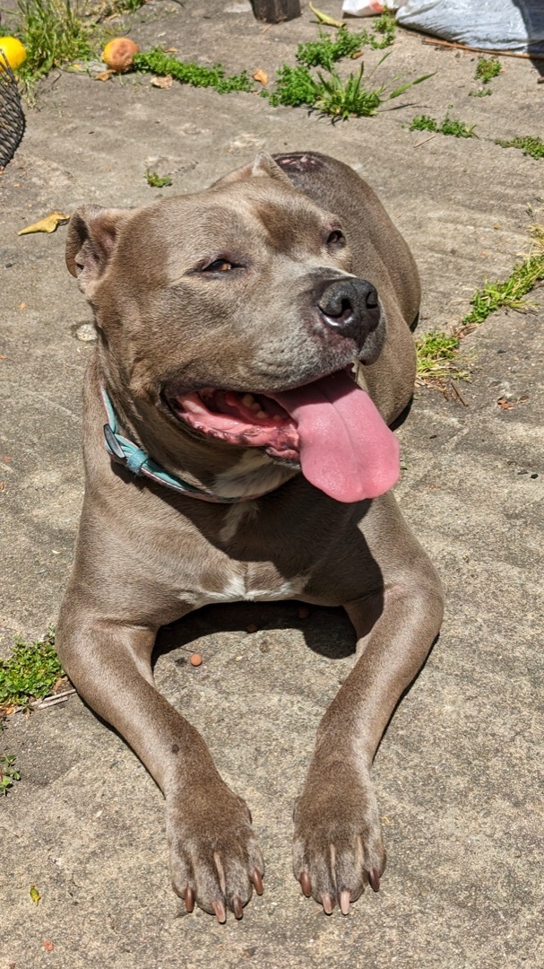 Dusty, an adoptable American Staffordshire Terrier in Oakland, CA, 94611 | Photo Image 4