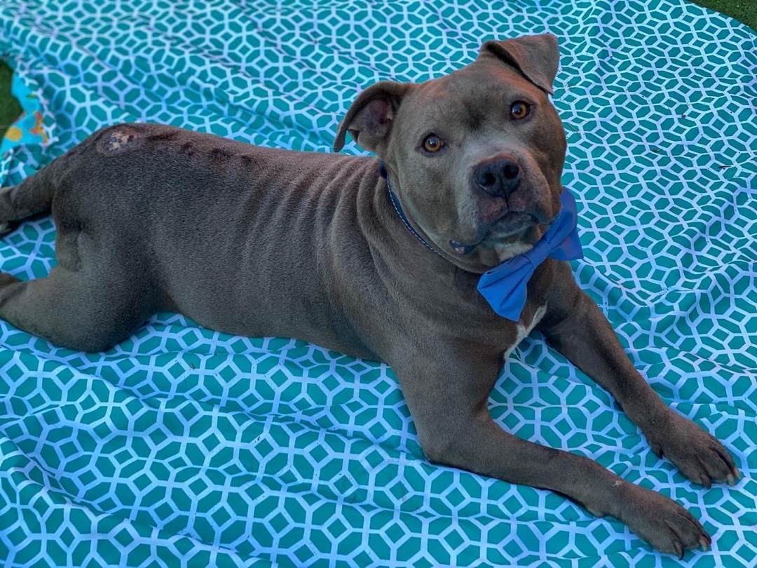 Dusty, an adoptable American Staffordshire Terrier in Oakland, CA, 94611 | Photo Image 1
