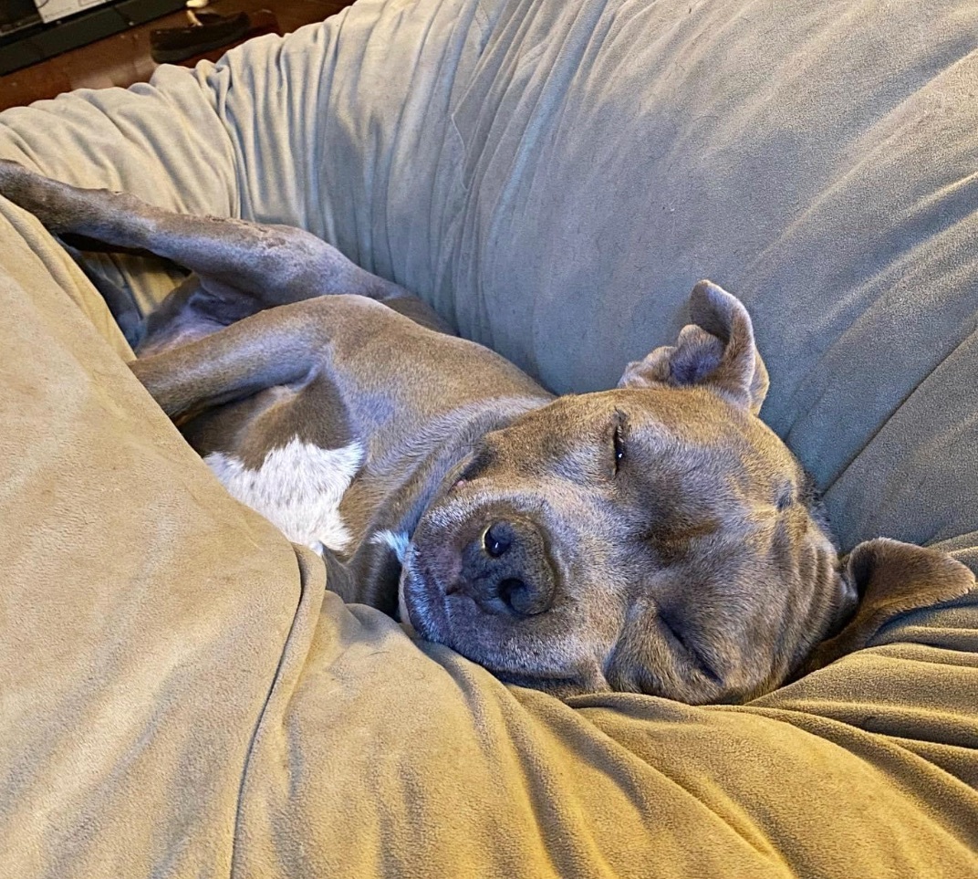 Dusty, an adoptable American Staffordshire Terrier in Oakland, CA, 94611 | Photo Image 5