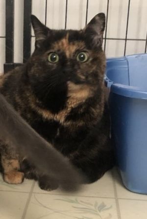 Cats For Adoption Near Norwich Ct Petfinder