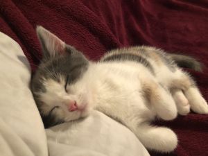 Pixie's kittens: Blossom