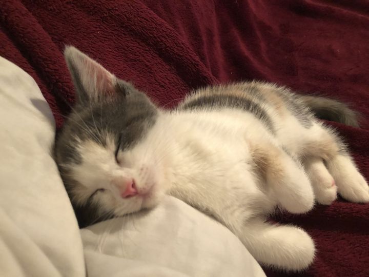 Pixie's kittens: Blossom 1