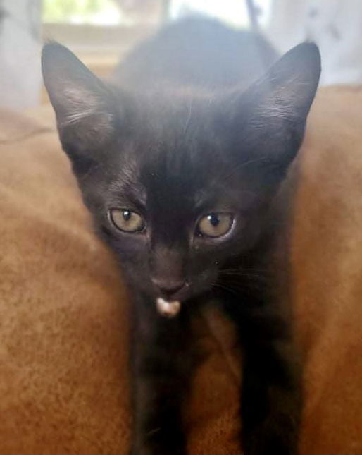 Baloo, an adoptable Domestic Short Hair in El Centro, CA, 92243 | Photo Image 1