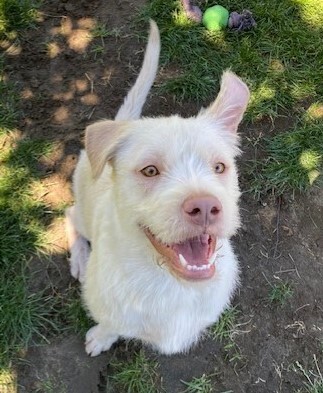 Georgi, an adopted Irish Terrier & Labrador Retriever Mix in Pasco, WA_image-1
