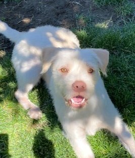Georgi, an adopted Irish Terrier & Labrador Retriever Mix in Pasco, WA_image-3