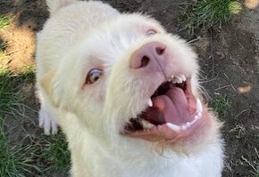 Georgi, an adopted Irish Terrier & Labrador Retriever Mix in Pasco, WA_image-4